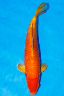 VIP ORENJI OGON +42CM Koi kaufen im Koishop
