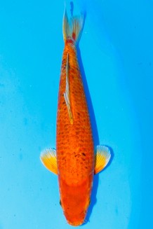 VIP ORENJI OGON +45 CM Koi kaufen im Koishop