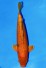 VIP ORENJI OGON W. WEIBLICH +47CM