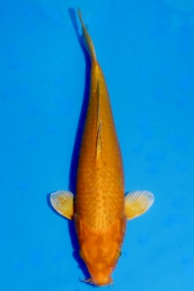 VIP ORENJI OGON WEIBLICH +42CM Koi kaufen im Koishop