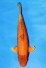 VIP ORENJI OGON WEIBLICH +44CM