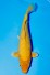 VIP ORONJI OGON  +43CM