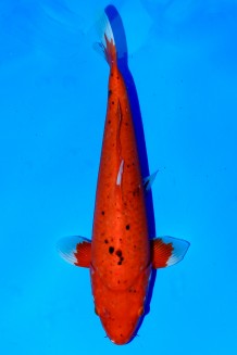 VIP RED TIGER +53CM Koi kaufen im Koishop