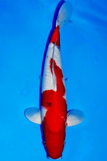 VIP SANKE +47 CM Koi kaufen im Koishop