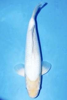 VIP SHIRO MUJI +42CM Koi kaufen im Koishop