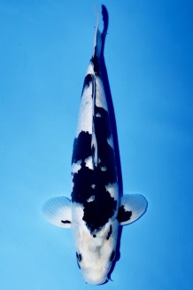 VIP SHIRO-UTSURI +41CM Koi kaufen im Koishop