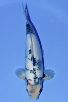 VIP SHIRO-UTSURI +41CM Koi kaufen im Koishop