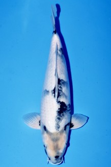 VIP  SHIRO-UTSURI +42cm Koi kaufen im Koishop