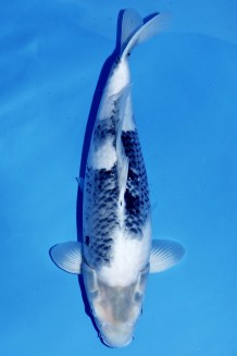 VIP SHIRO-UTSURI +50CM Koi kaufen im Koishop
