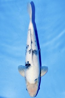 VIP SHIRO-UTSURI +50CM Koi kaufen im Koishop