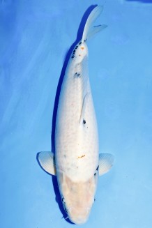 VIP SHIRO-UTSURI WEIBLICH +56 CM Koi kaufen im Koishop