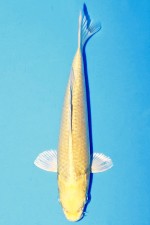 VIP YAMABUKI J.TOSAI