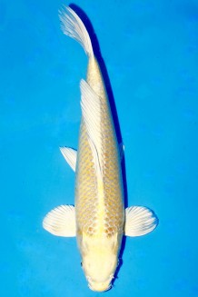 VIP YAMABUKI OGON +40CM Koi kaufen im Koishop