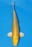 VIP YAMABUKI OGON + 40CM J. TOSAI