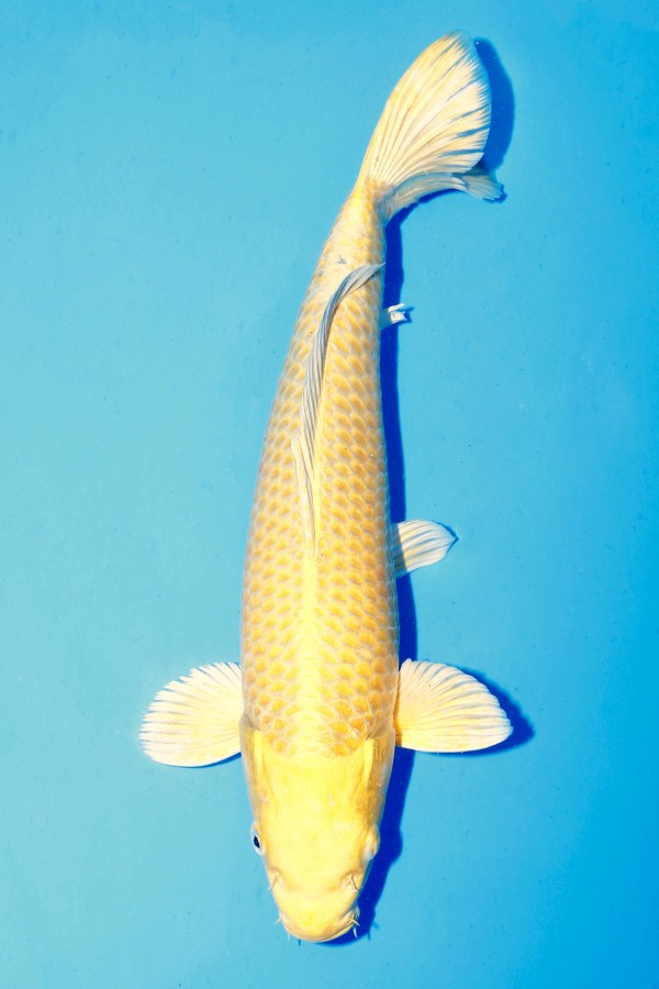 KoiAuktion Koi YAMABUKI