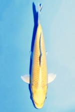 YAMABUKI TOSAI